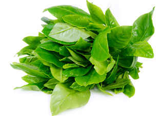 人參菜怎么吃？人參菜怎么吃好？