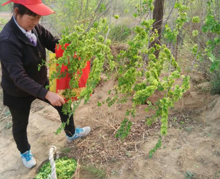 榆錢能炒雞蛋嗎？榆錢炒雞蛋怎么做