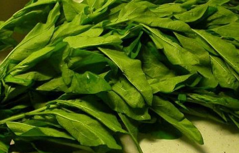 枸杞葉能吃嗎？枸杞葉怎么吃