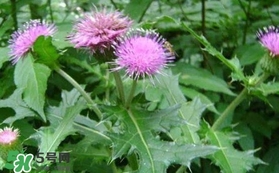 刺兒菜吃了有什么用？刺兒菜有什么功效