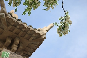 刺槐花的功效與吃法 刺槐花怎么吃