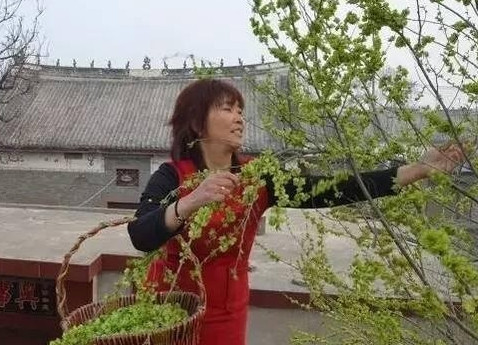 榆錢怎么蒸？蒸榆錢的做法