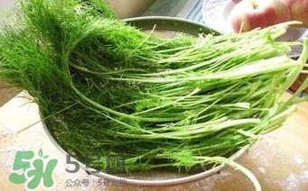 茴香苗有什么好處？茴香苗的功效與作用