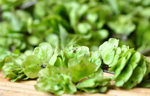 榆錢(qián)是酸性還是堿性？榆錢(qián)是什么味道