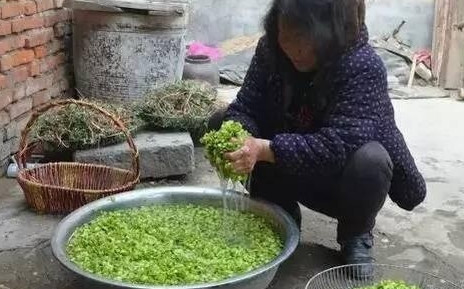 榆錢怎么蒸？蒸榆錢的做法