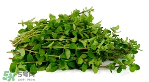 枸杞葉能炒著吃嗎？枸杞葉能涼拌嗎