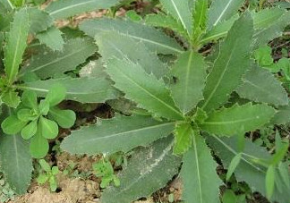 刺兒菜怎么吃不扎嘴？刺兒菜的做法