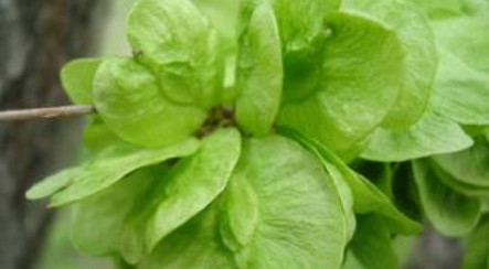 榆錢怎么存放？榆錢的保存方法