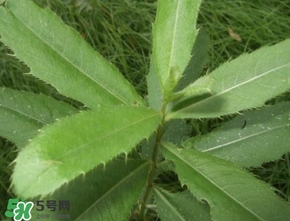 刺兒菜吃了有什么用？刺兒菜有什么功效