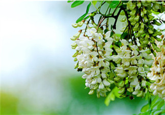 刺槐花幾月開？刺槐花什么時候開