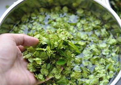 榆錢樹果實怎么吃?榆樹的果實怎么吃? 榆錢樹果實怎么吃?榆樹的果實怎么吃?