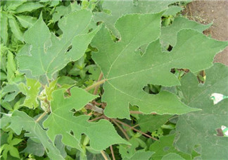 蒸構樹花兒的功效 蒸構樹花兒有什么功效？