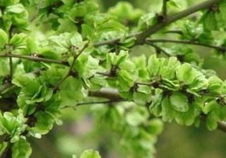 榆錢(qián)樹(shù)果實(shí)怎么吃?榆樹(shù)的果實(shí)怎么吃?