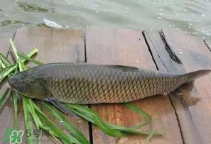 4月份可以釣草魚嗎？4月份如何釣草魚？