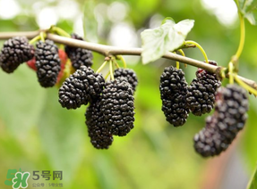 桑葚和菠蘿能一起吃嗎？桑葚可以和菠蘿一起吃嗎？