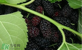 桑葚和菠蘿能一起吃嗎？桑葚可以和菠蘿一起吃嗎？