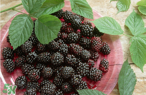 桑葚和菠蘿能一起吃嗎？桑葚可以和菠蘿一起吃嗎？