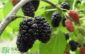 桑葚可以冷凍嗎？桑葚能冷凍保存嗎？