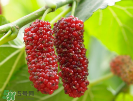 桑葚可以冷凍嗎？桑葚能冷凍保存嗎？