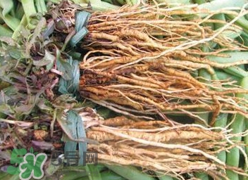 苦苣根哪里有賣？苦苣根茶在那里買的到