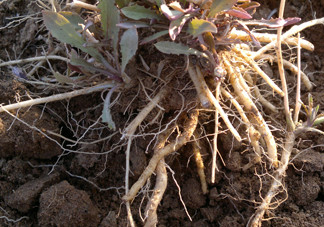 苦苣根哪里有賣？苦苣根茶在那里買的到