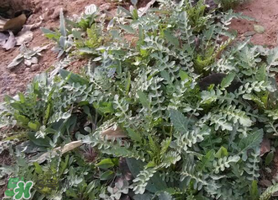 薺菜和香椿能一起吃嗎？薺菜和香椿一起吃好嗎？