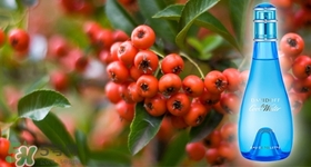 davidoff大衛(wèi)杜夫是哪個(gè)國家的？大衛(wèi)杜夫是奢侈品嗎？