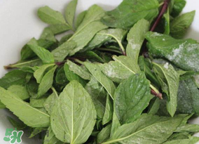 香椿和薄荷能一起吃嗎？香椿和薄荷一起吃會(huì)中毒嗎？