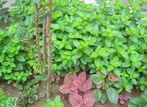 香椿和薄荷能一起吃嗎？香椿和薄荷一起吃會(huì)中毒嗎？