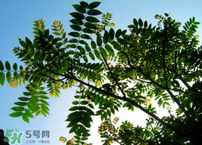 香椿放久了能吃嗎？香椿可以放多久？