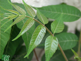 香椿放久了能吃嗎？香椿可以放多久？