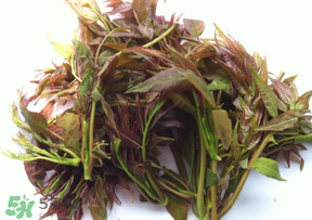 香椿放久了能吃嗎？香椿可以放多久？