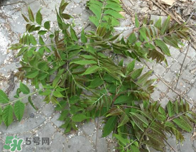 香椿長(zhǎng)什么樣子？香椿長(zhǎng)在什么地方？