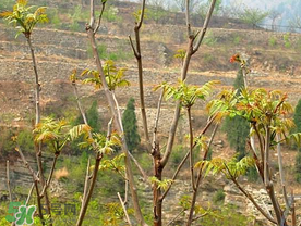 香椿長(zhǎng)什么樣子？香椿長(zhǎng)在什么地方？