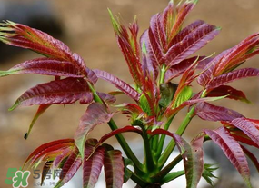 香椿長(zhǎng)什么樣子？香椿長(zhǎng)在什么地方？