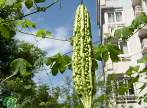 香椿和苦瓜能一起吃嗎？香椿和苦瓜一起吃好嗎？