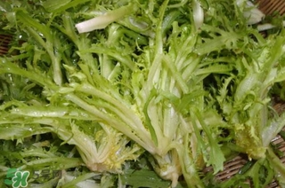 苦菊苦嗎？苦菊苦不苦