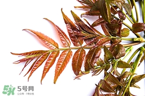 香椿樹什么時(shí)候發(fā)芽？香椿樹什么時(shí)候種植