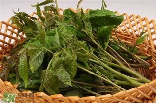 香椿葉怎么吃？香椿葉的吃法