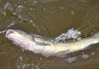 4月份可以釣草魚嗎？4月份如何釣草魚？