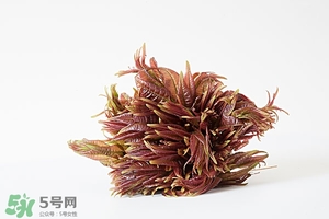 香椿樹什么時(shí)候發(fā)芽？香椿樹什么時(shí)候種植
