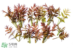香椿樹什么時(shí)候發(fā)芽？香椿樹什么時(shí)候種植