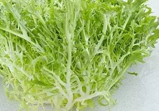 苦菊和什么相克？苦菊不能和什么同吃