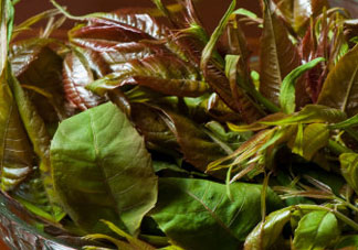 薺菜和香椿能一起吃嗎？薺菜和香椿一起吃好嗎？