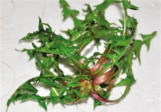 婆婆丁吃多了好嗎？婆婆丁吃多了會(huì)怎么樣？