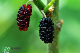 寶寶能吃桑葚嗎？寶寶多大能吃桑葚？