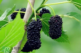 寶寶能吃桑葚嗎？寶寶多大能吃桑葚？