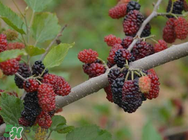 寶寶能吃桑葚嗎？寶寶多大能吃桑葚？