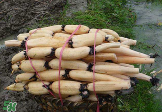 香椿和蓮藕能一起吃嗎？香椿能和蓮藕一起吃嗎？