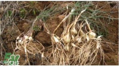 小根蒜的根能吃嗎？小根蒜的須子可以吃嗎